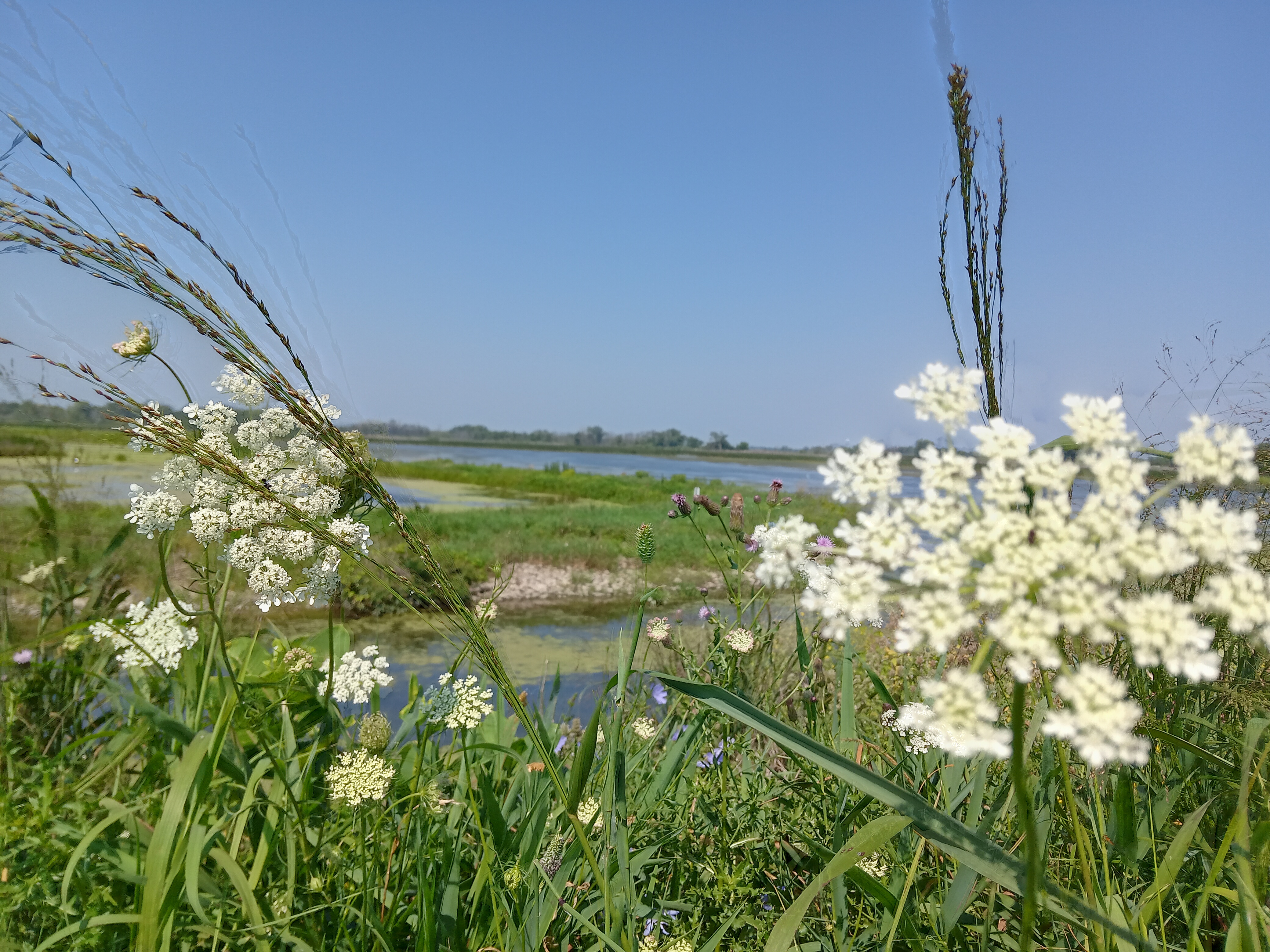 An image of white flowers in a grassy field, water visible in the distance.
