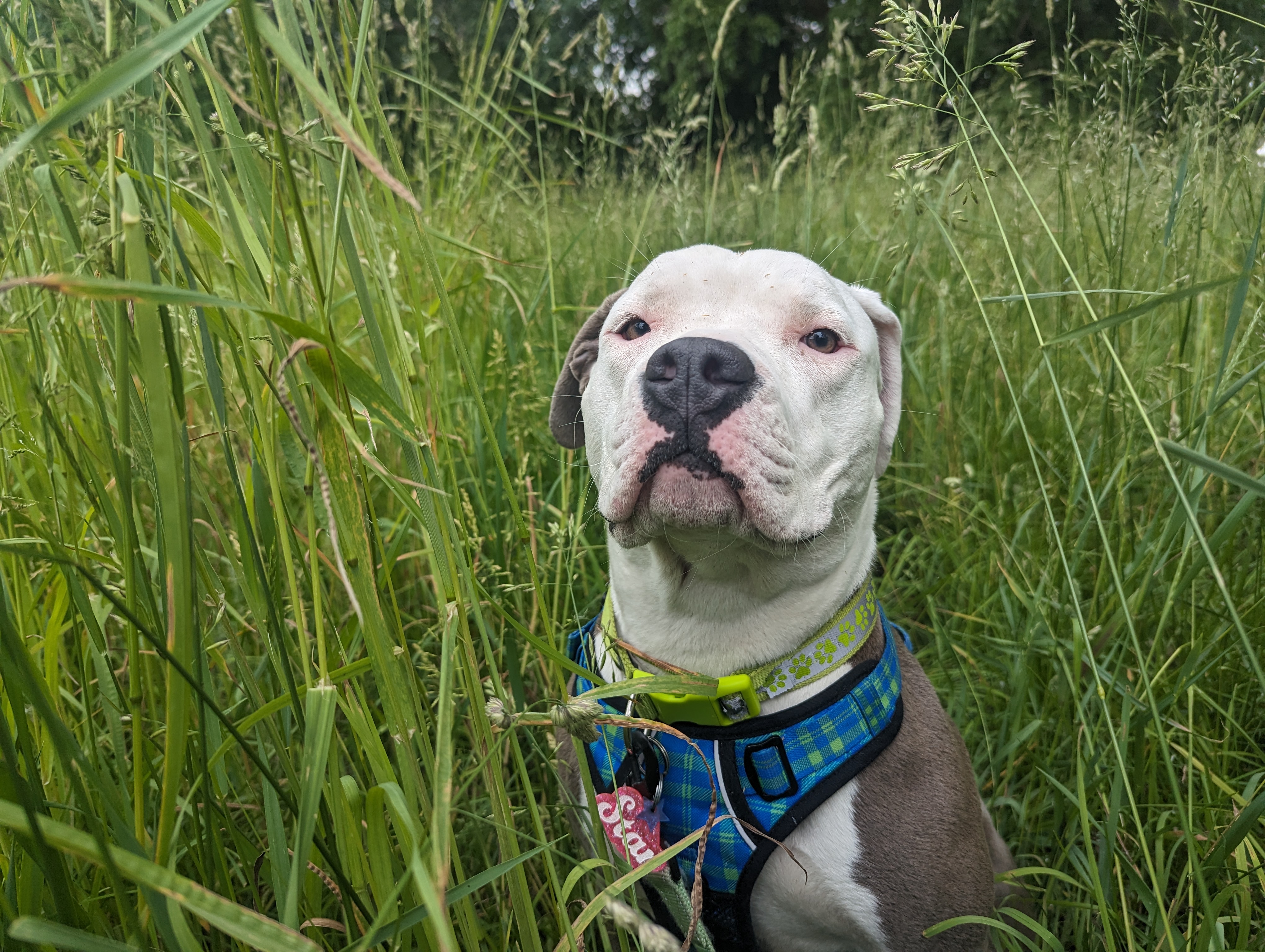An image of Star, the service dog of one of Detroit Peer Respite's founding members. She is a white and gray pitbull wearing a blue harness and sitting in a grassy field, looking at the camera with a smug expression.